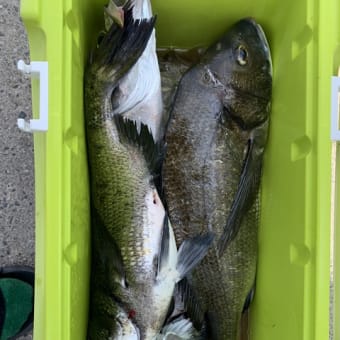 画像一覧 孝好丸 今日の釣果 画像一覧 孝好丸 今日の釣果