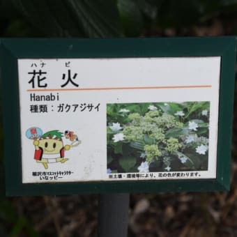 水無月の若鷹