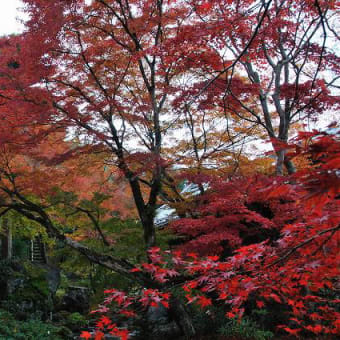 宝厳院。。。。。嵐山の紅葉、その３。。。。。