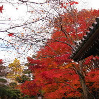 紅葉で綺麗な京都