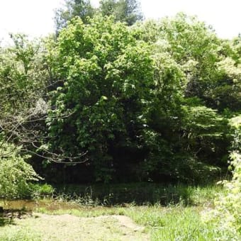 池ぶちの木