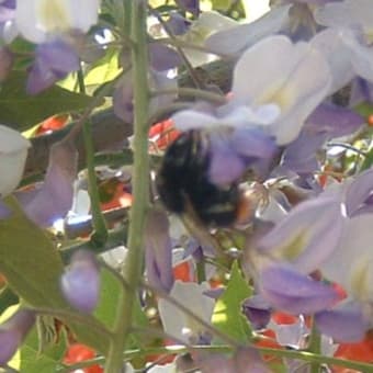 フジの花に来るハチ