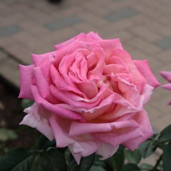 神代植物公園のバラ2011秋544