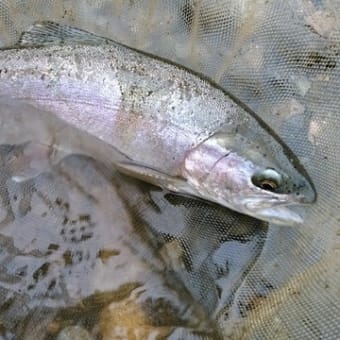 今年最後の？虹鱒釣り