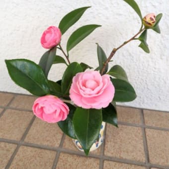 乙女椿を花瓶に飾る