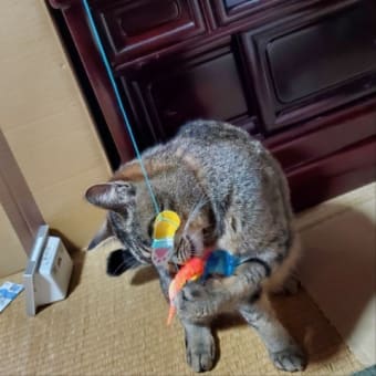 【433】れいにゃん堂のれいちゃんたのちゃん・シャカシャカニャ＆猫グッズ紹介😸