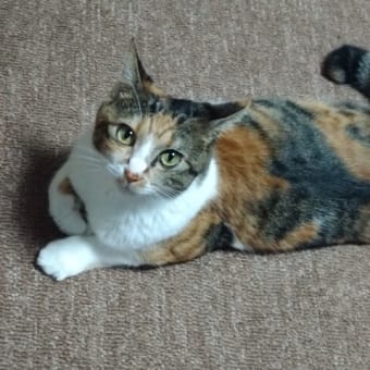 かわいい猫ちゃんのカレンダー