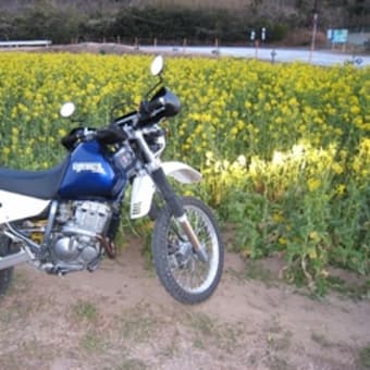 菜の花まつりの伊良湖に向かって！