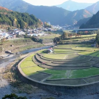 あらぎ島の棚田