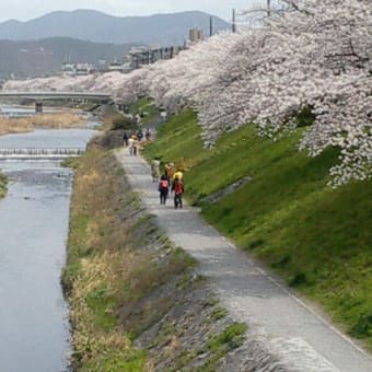 京都・桜回廊
