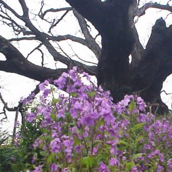 吉高の大ザクラ（印旛村）