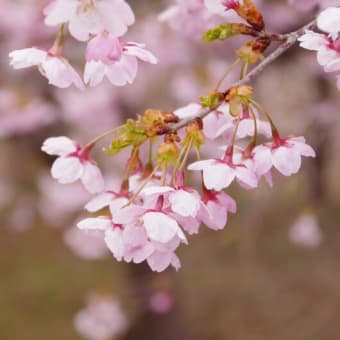 早咲きの桜が