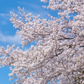 パタータドルチェ　次回は3月23日お花見の季節の予定です