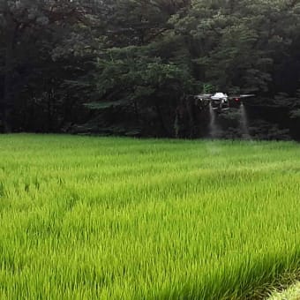 山間の田圃・・・早朝から２回目の防除・・・ドローンで瞬く間に・・・