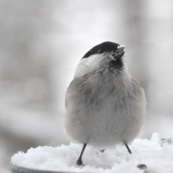 野鳥シリーズ　１