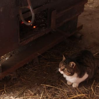 厳しい寒さに耐える動物たちの写真など