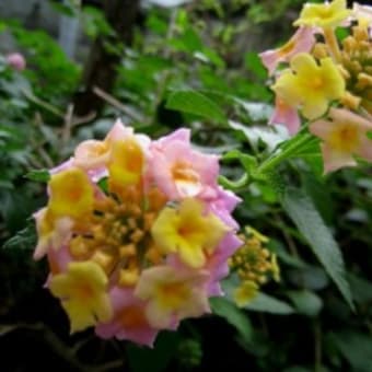 ランタナ（クマツヅラ科）花と実