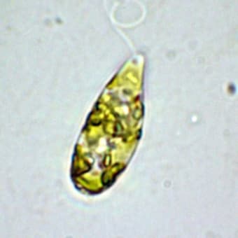 微生物が未来の食べ物に！