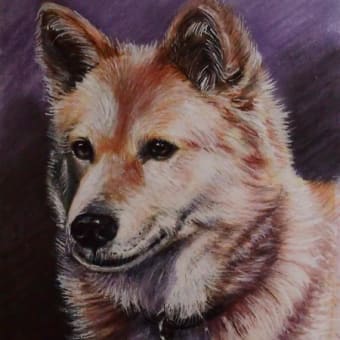 知人の愛犬