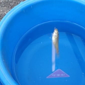 水深約２０ｃｍ