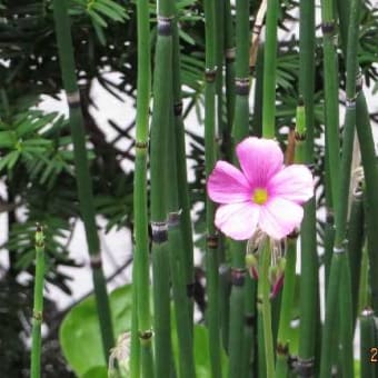 「秋」近く、間もなく秋分の日