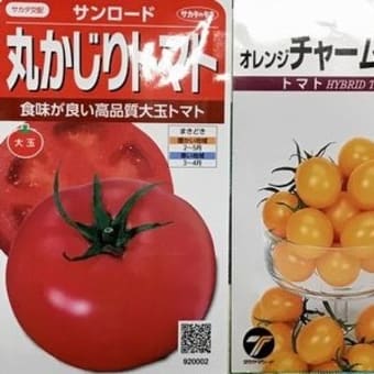トマトの種まき
