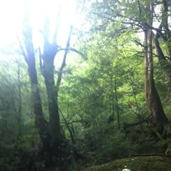 屋久島(白谷雲水峡～太鼓岩～縄文杉)