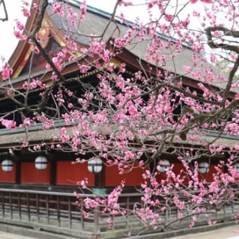 京の梅観賞と京菓子文化に触れる旅を楽しむ