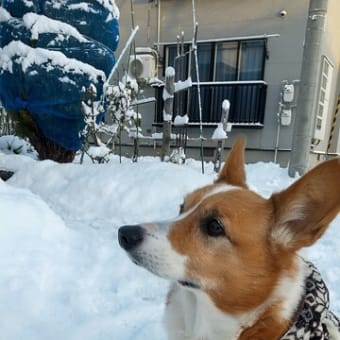 久々すぎる麻呂君