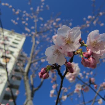 平井駅そばの旧中川河津桜並木（15日）♪。