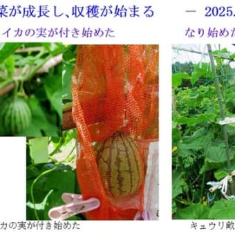 夏野菜が成長し、収穫が始まった。　－ 2025.6中 －