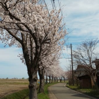 桜とあんぱん