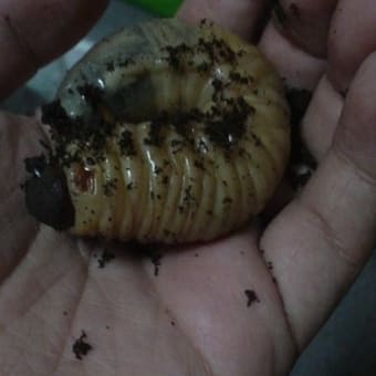 カブトムシの幼虫