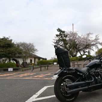 湘南平に桜を見に行くHarley-DavidsonソフテイルストリートボブFXBB