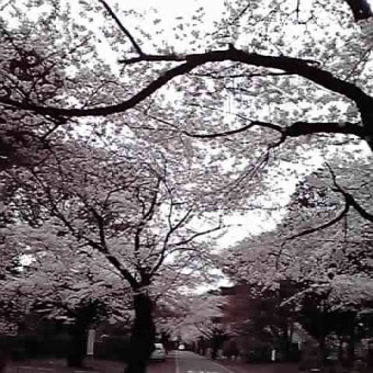 多摩墓地の桜