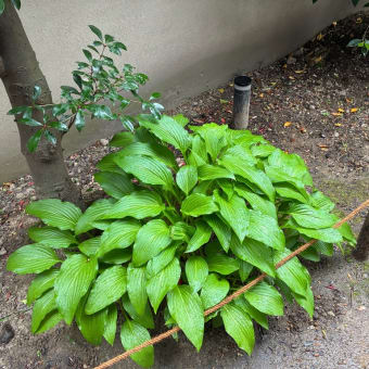 梅雨入りちかし
