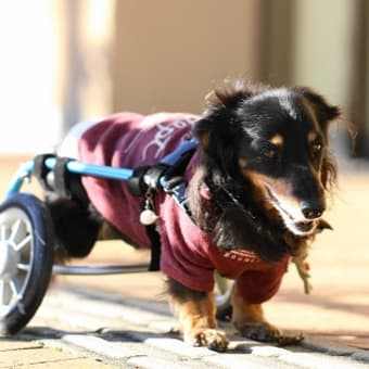 ニャーニャー言う犬と、ワンワン言う猫　ワンコ飯【八宝菜丼】