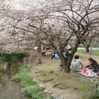 御所の桜