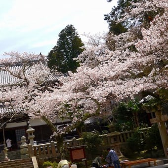 有馬温泉お花見ポタ。