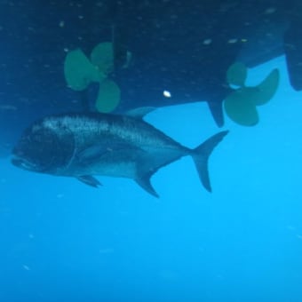 2017年8月21日　月曜日　宮古島④　浪人鯵