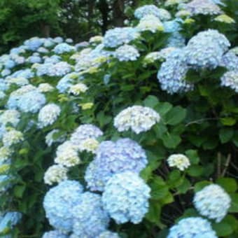 ６月に入って クニの部屋 北武蔵の風土記