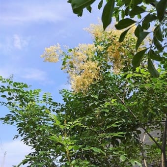セイヨウニンジンボクの花