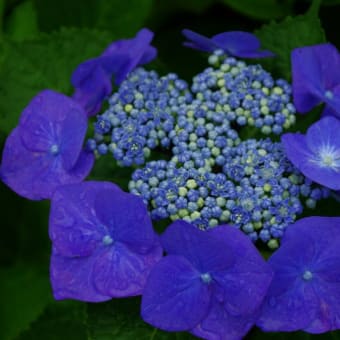 紫陽花の矢田寺