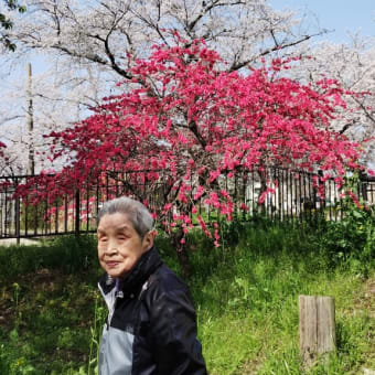 お花見散歩〜