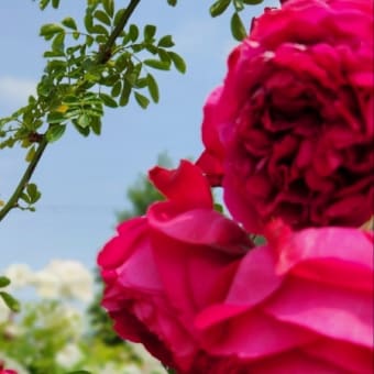 「５月の４枚」薔薇　何色が好き？