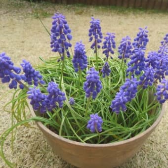 ３月の花②（自宅）
