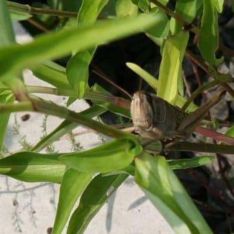 初夏の殿様は