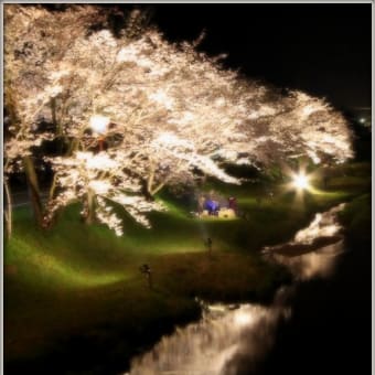 夜桜