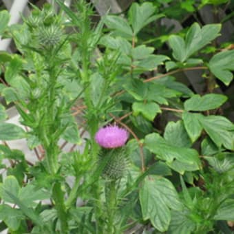 ７月４日　花を少し