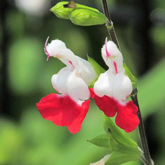 散歩道の花